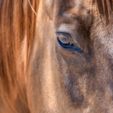 Dusty's Horse Sleeping Dog Ranch