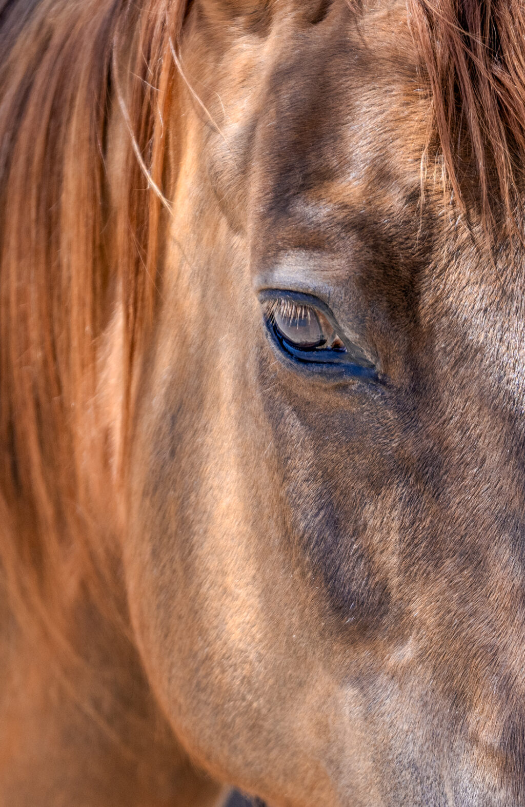 Dusty’s Horse Sleeping Dog Ranch
